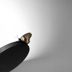 Close-up of a black wall light with a butterfly from the Flap series by Arkoslight | Aiure